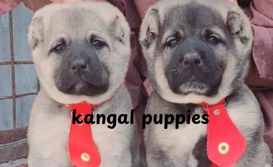 kangal puppies