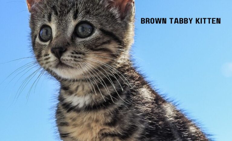 brown tabby kitten