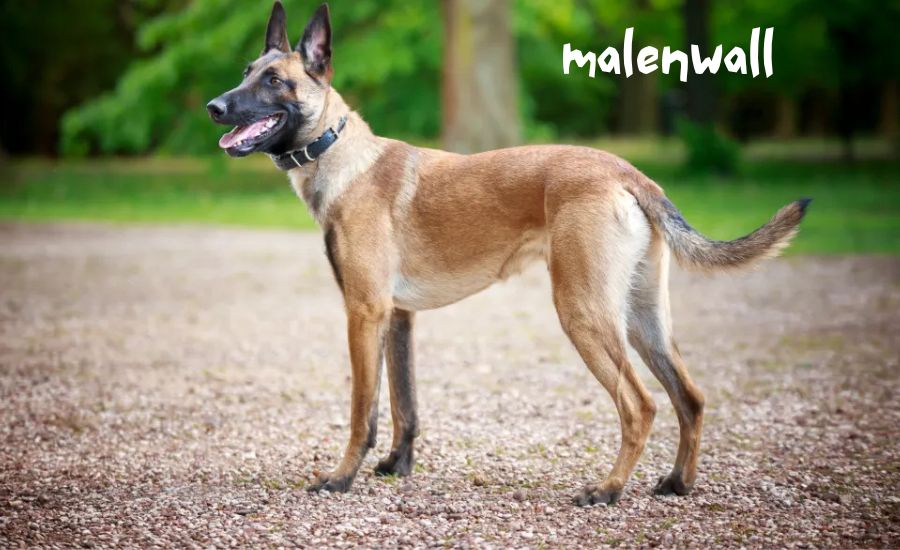 Malenwall